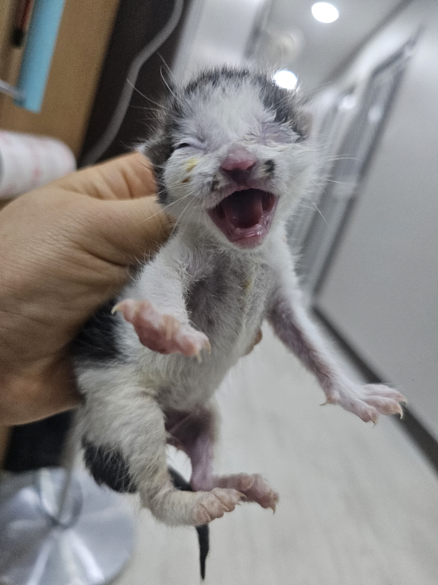 종료(입양) 한국 …